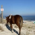 Assateague Island
